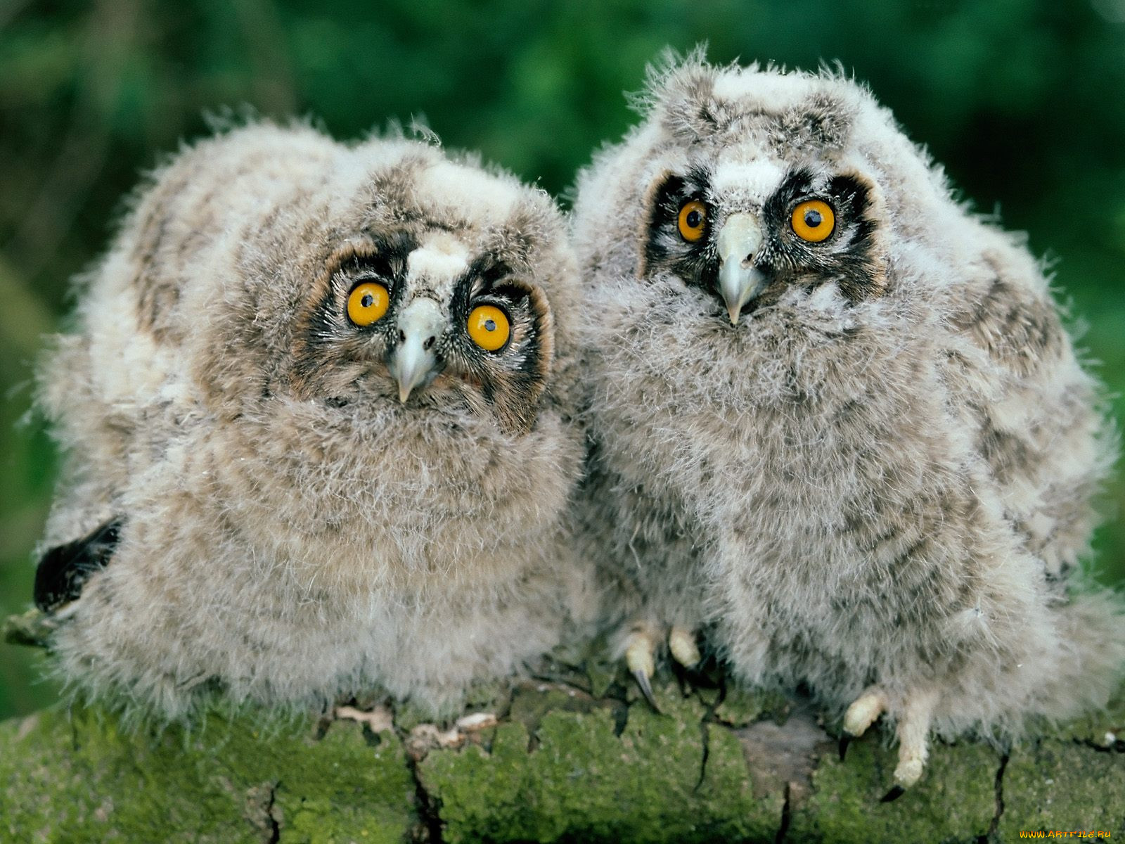 ong, eared, owl, chicks, , 